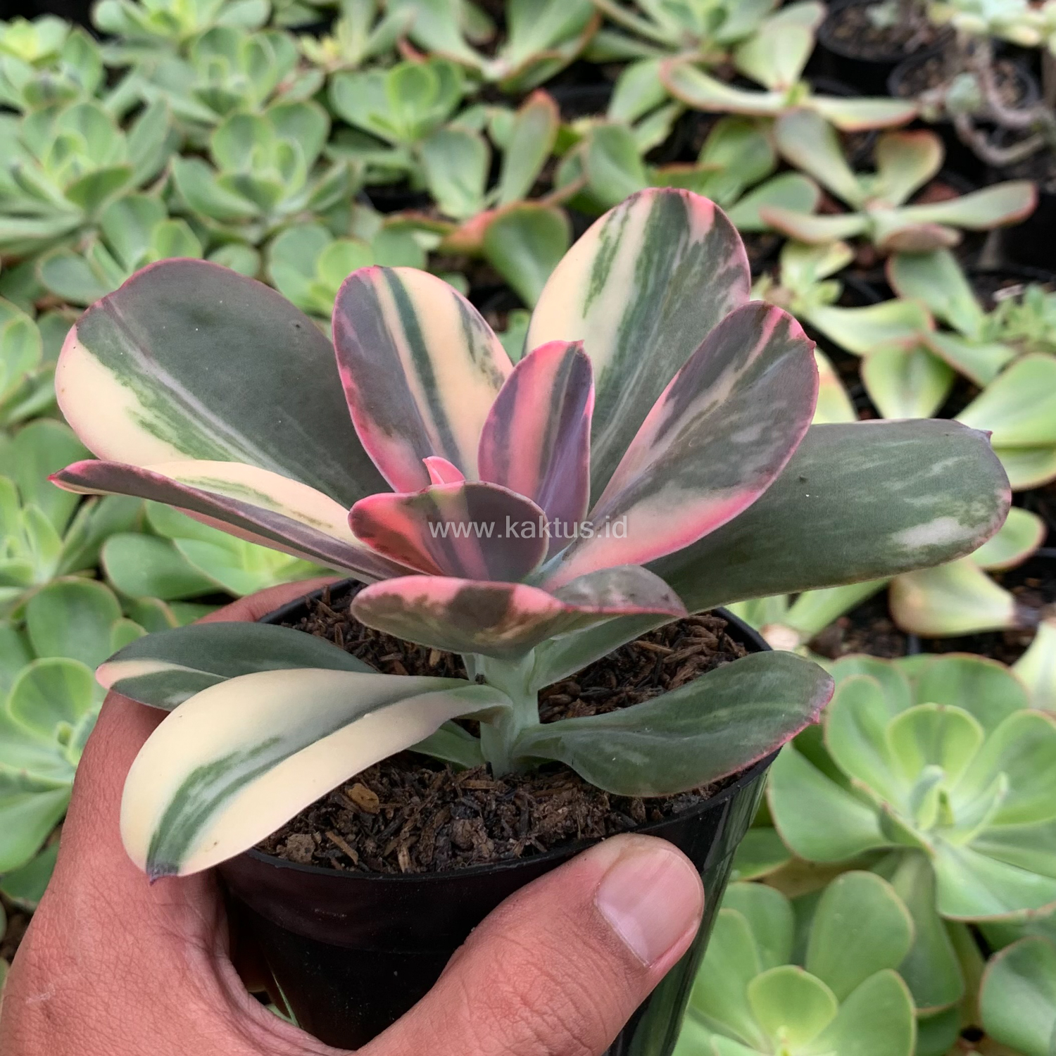 468. Echeveria Primadonna Variegated - Image 10