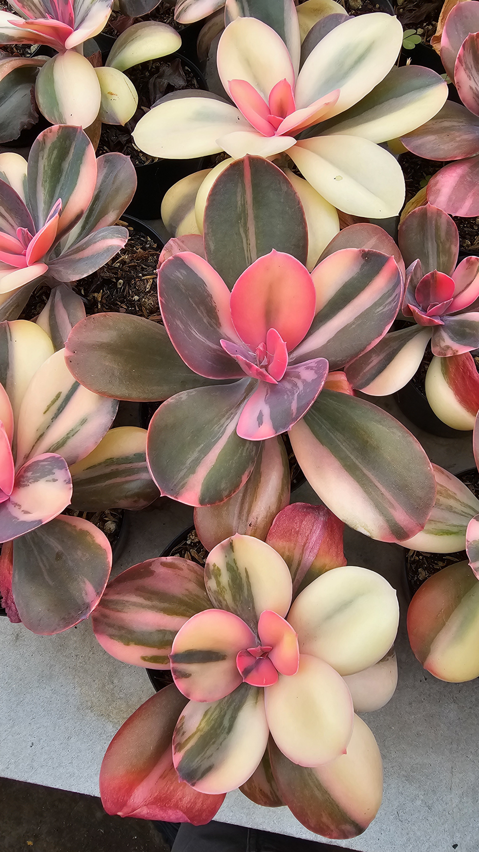 468. Echeveria Primadonna Variegated - Image 5