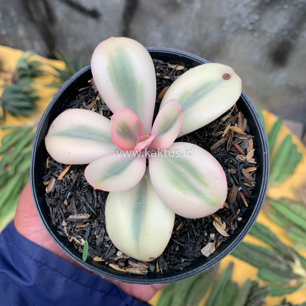 468. Echeveria Primadonna Variegated - Image 16