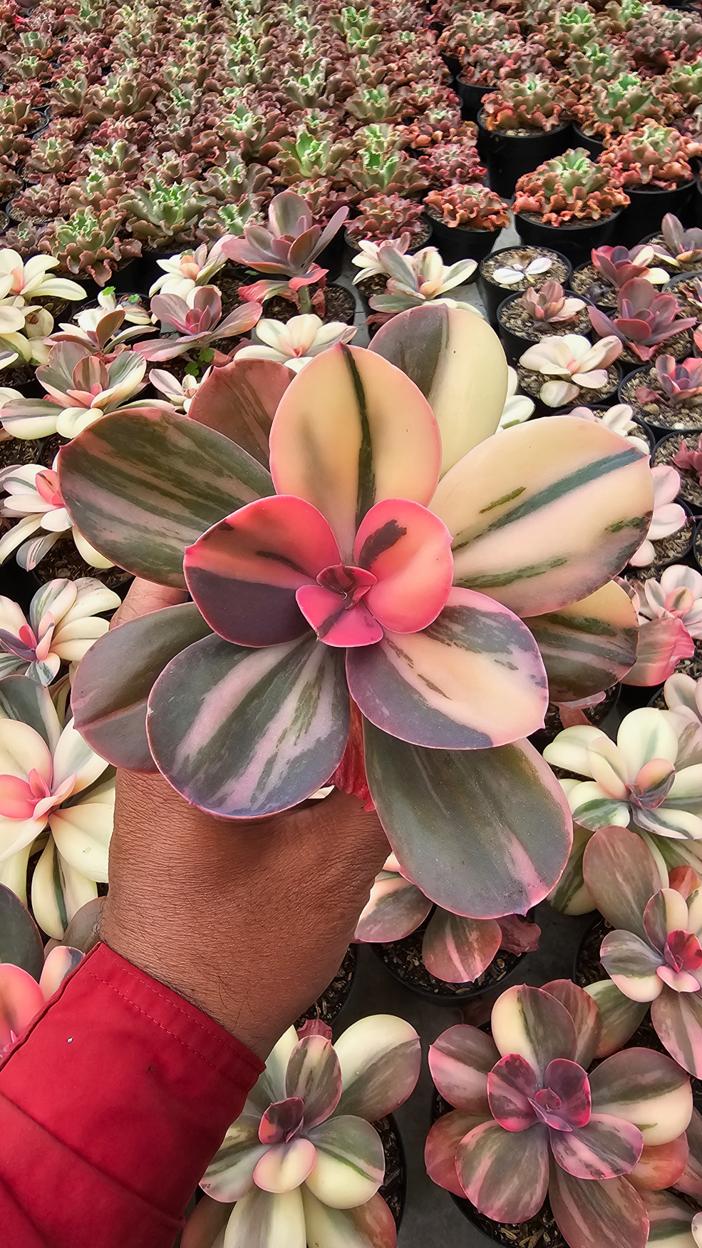 468. Echeveria Primadonna Variegated - Image 33