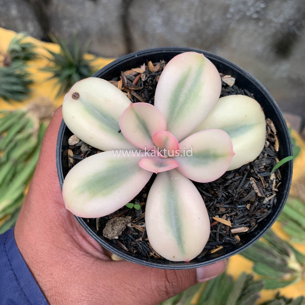 468. Echeveria Primadonna Variegated - Image 8