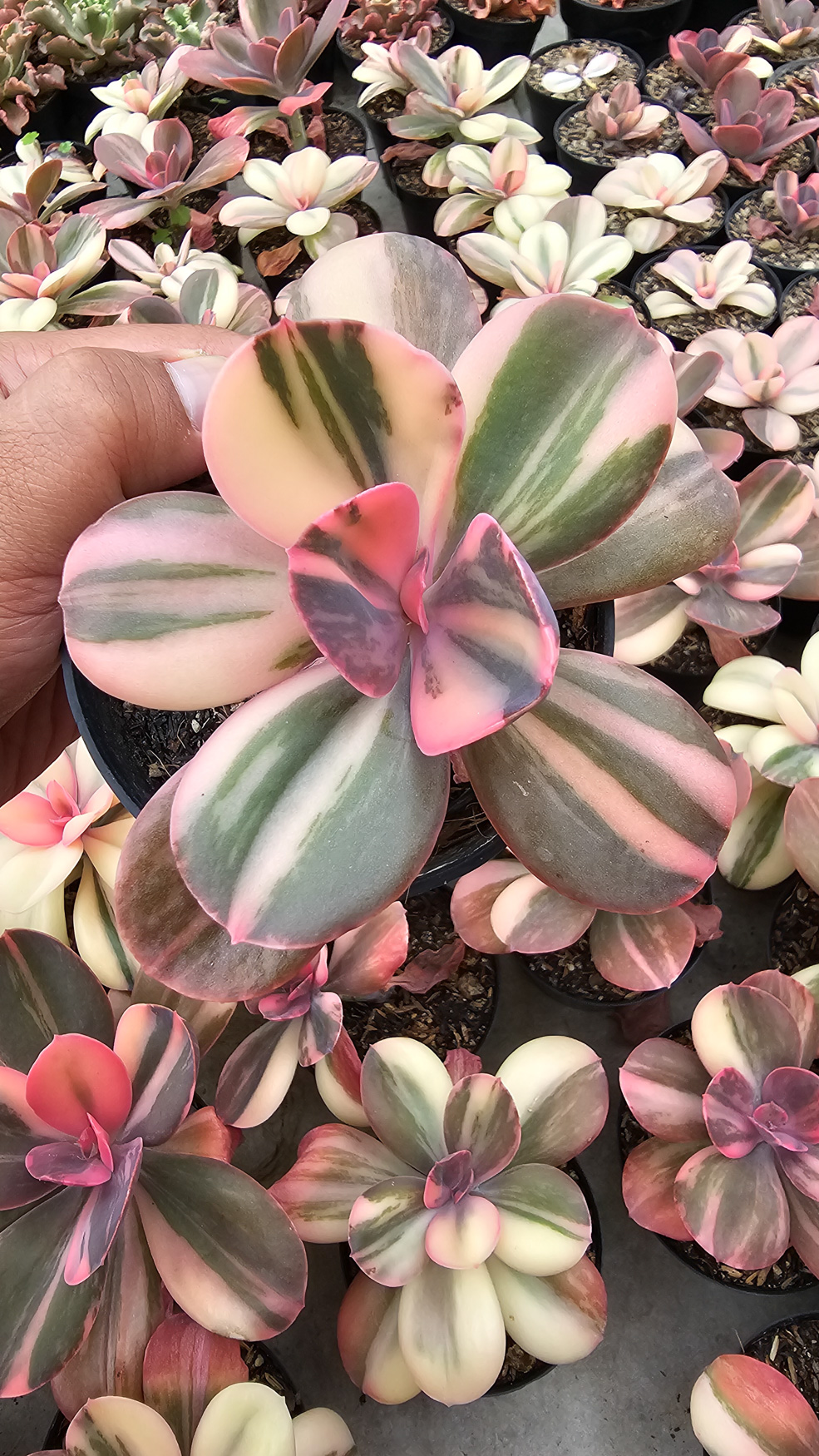 468. Echeveria Primadonna Variegated - Image 20