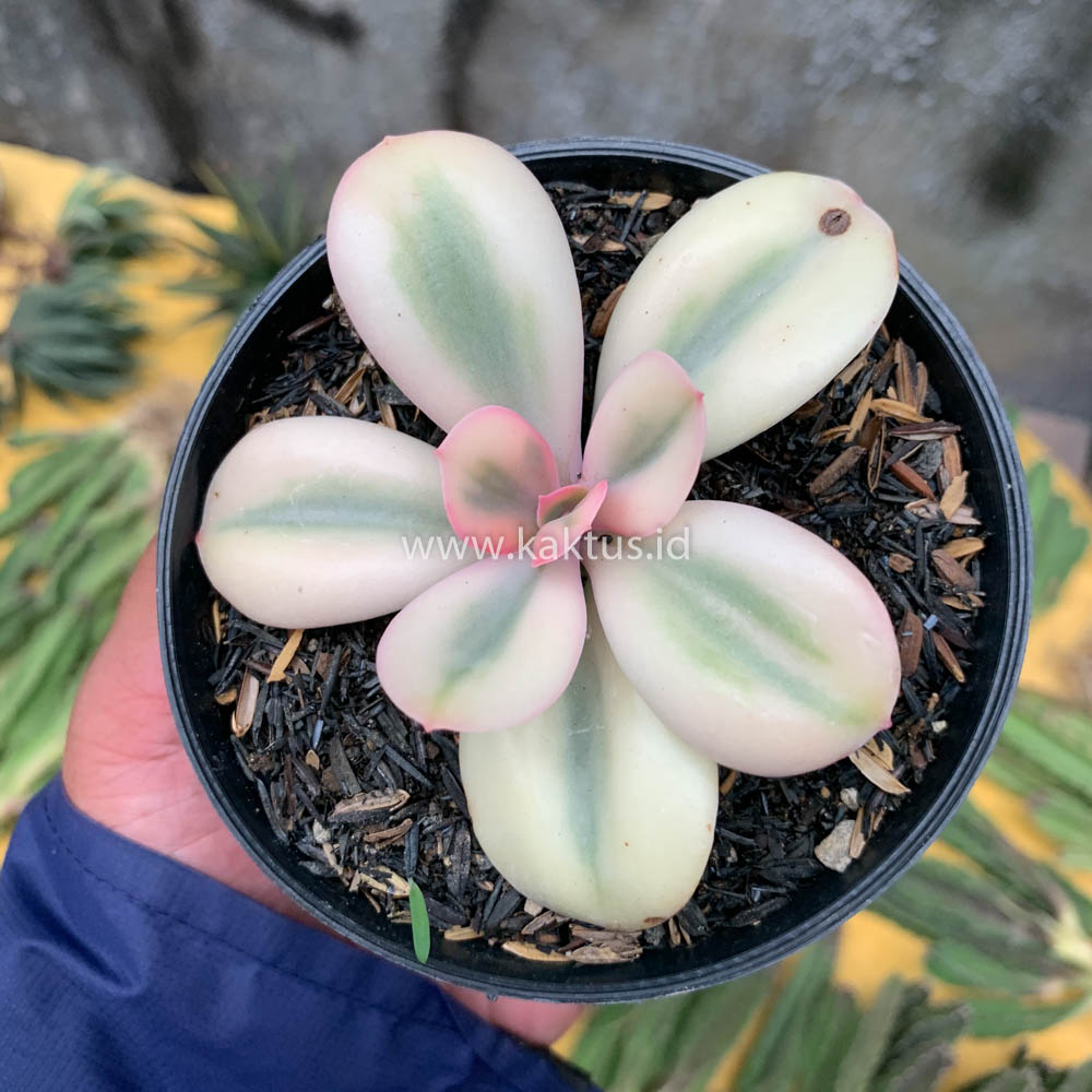 468. Echeveria Primadonna Variegated - Image 24