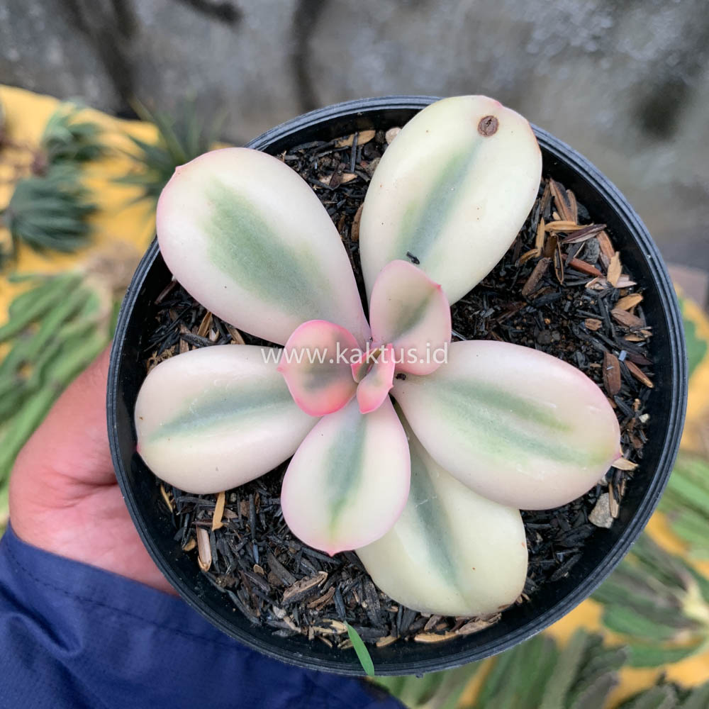 468. Echeveria Primadonna Variegated - Image 18