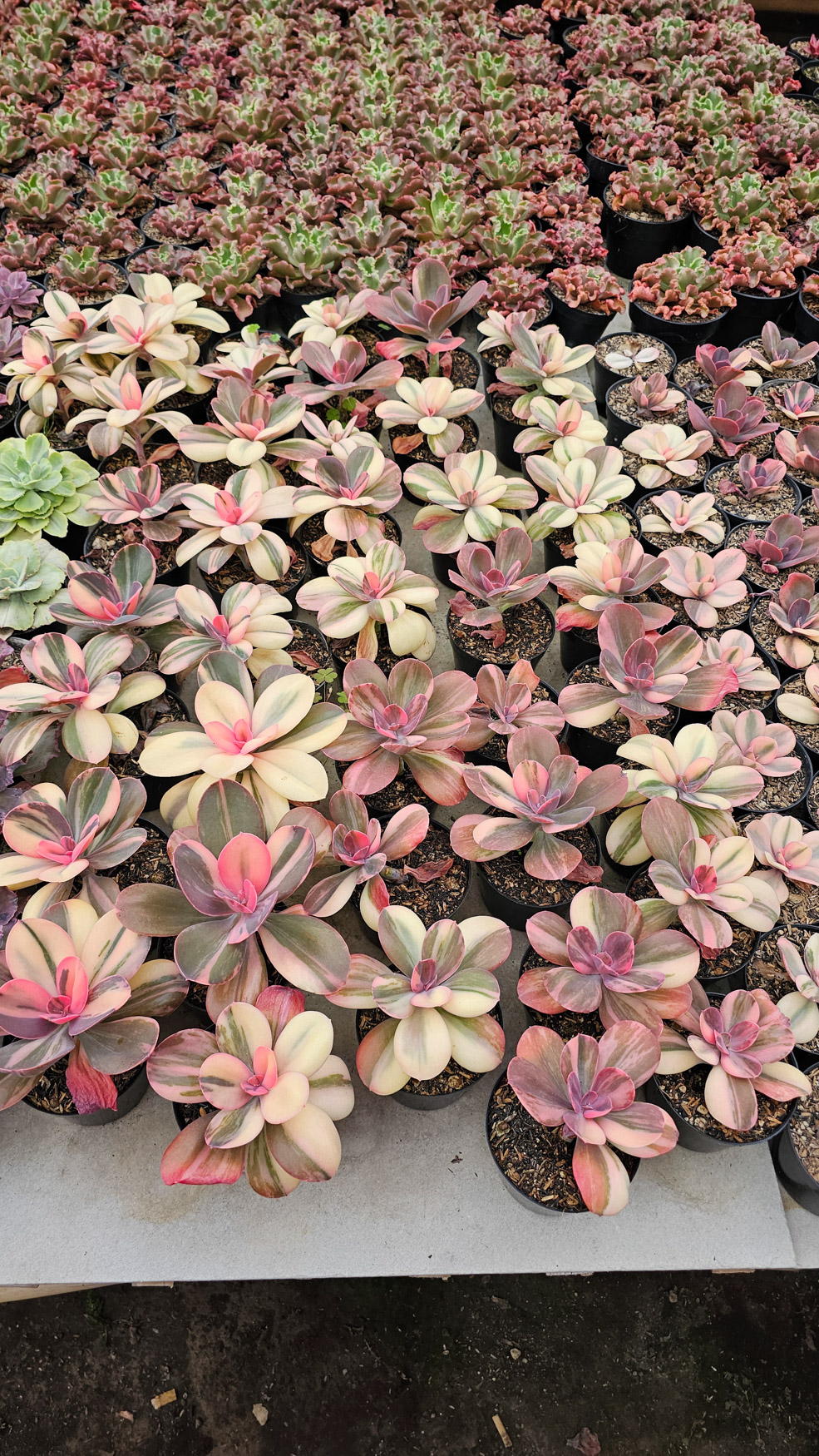 468. Echeveria Primadonna Variegated - Image 2