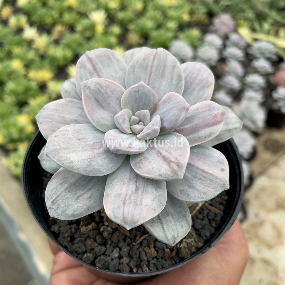 469. Graptopetalum Silverbum - Image 6