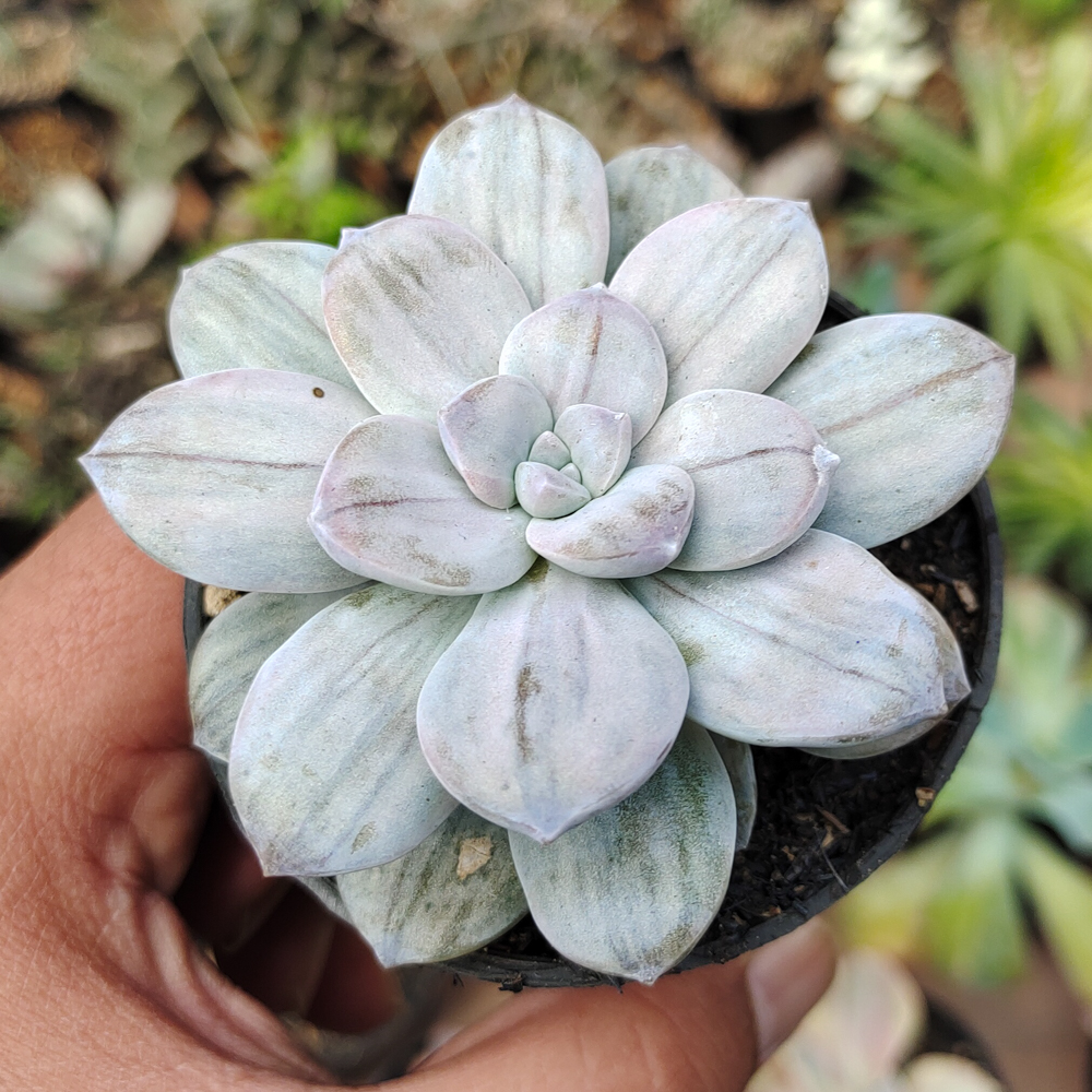 469. Graptopetalum Silverbum - Image 12