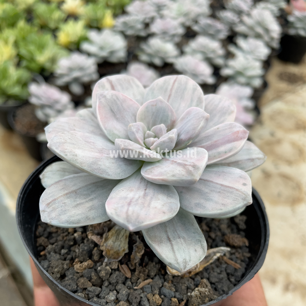 469. Graptopetalum Silverbum - Image 16