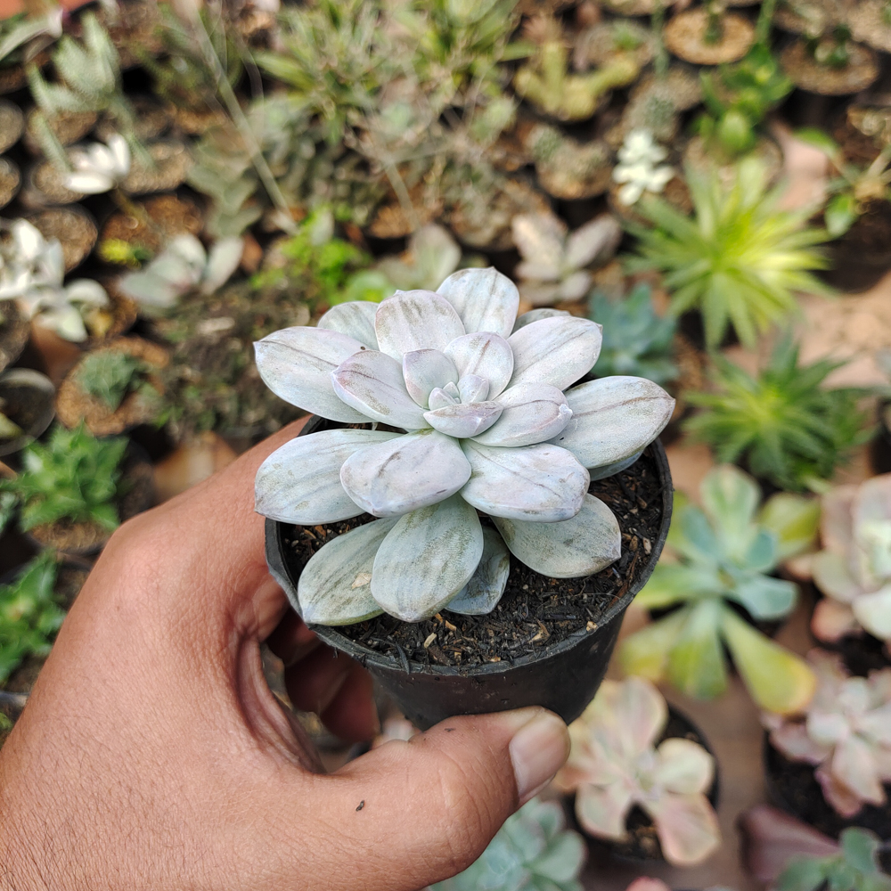 469. Graptopetalum Silverbum - Image 13