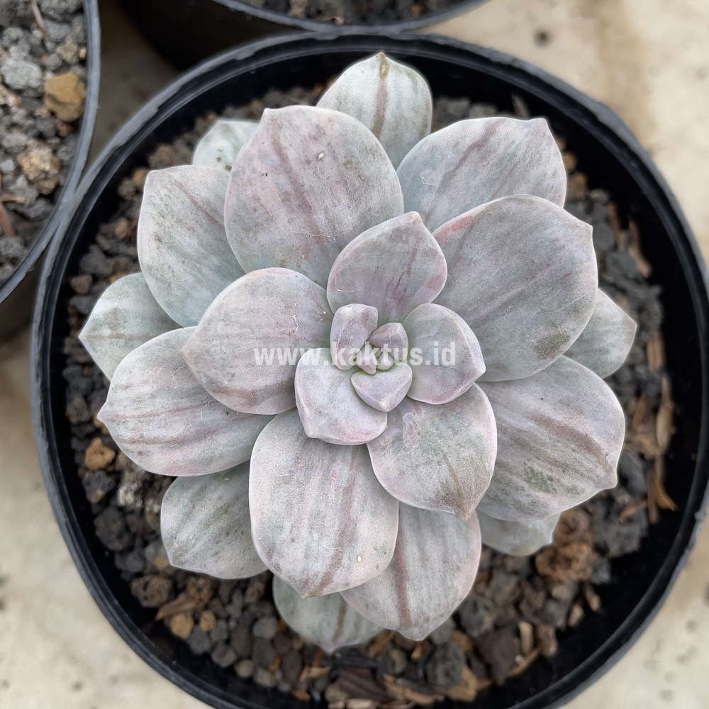 469. Graptopetalum Silverbum - Image 3
