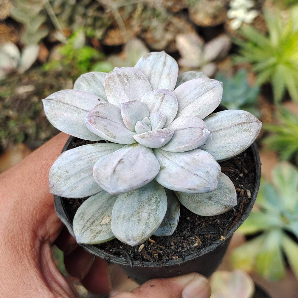 469. Graptopetalum Silverbum - Image 14