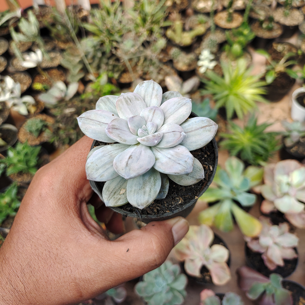 469. Graptopetalum Silverbum - Image 15