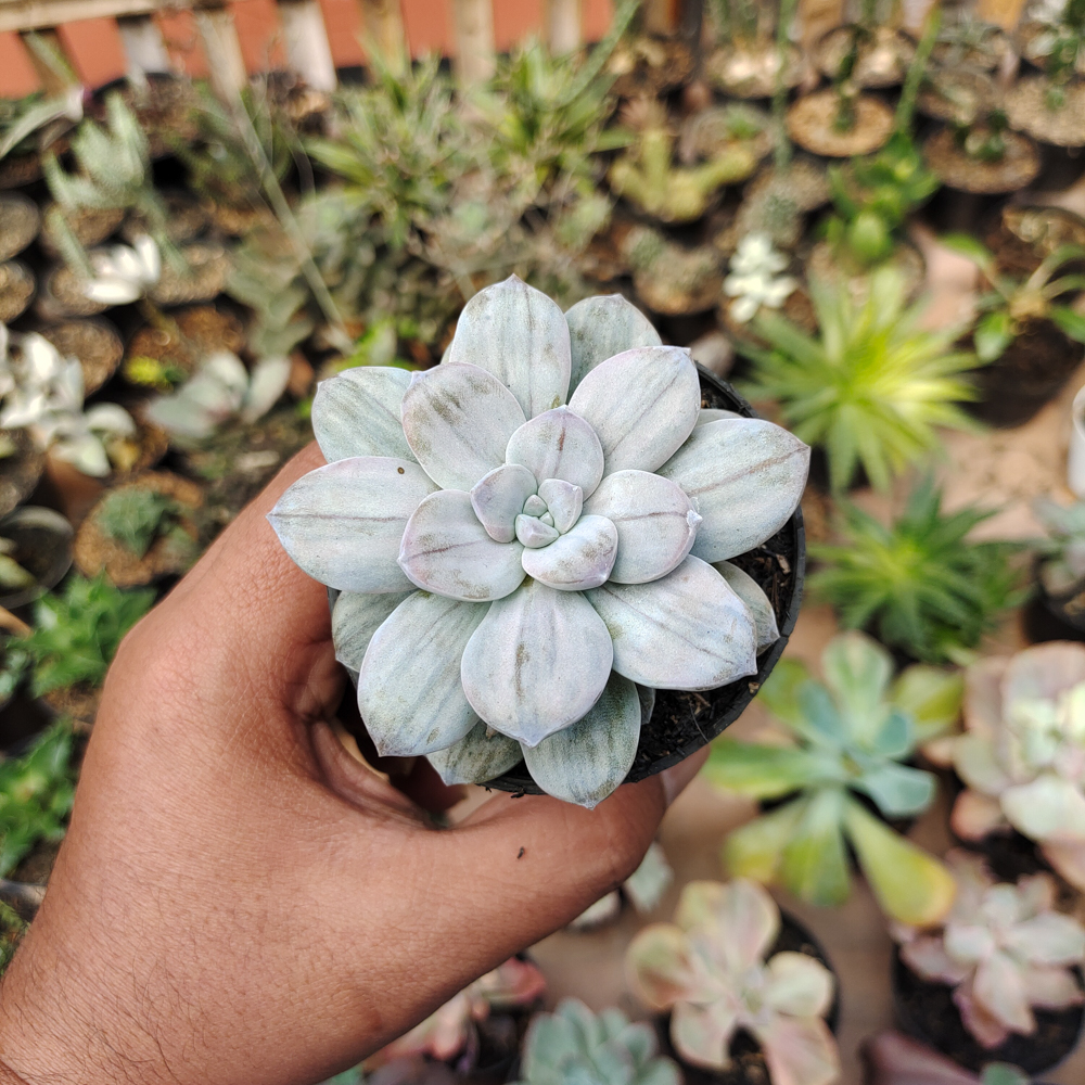 469. Graptopetalum Silverbum - Image 11