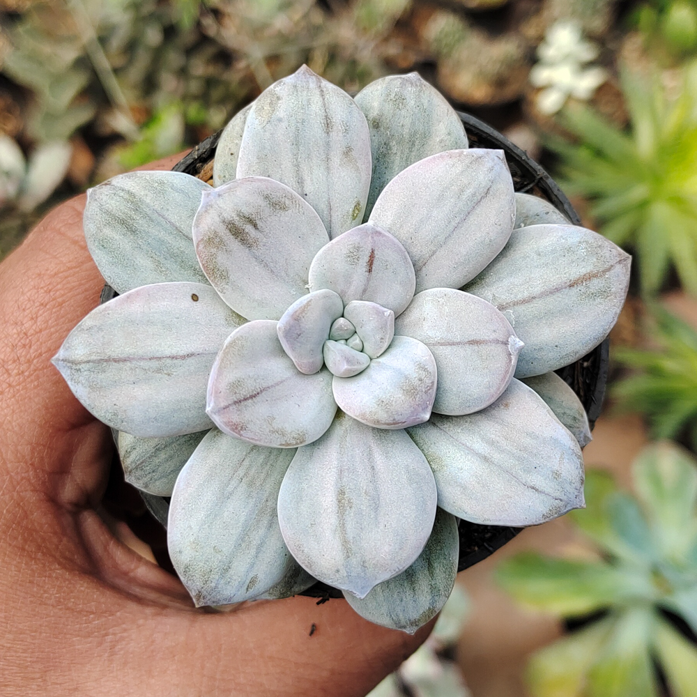 469. Graptopetalum Silverbum - Image 4