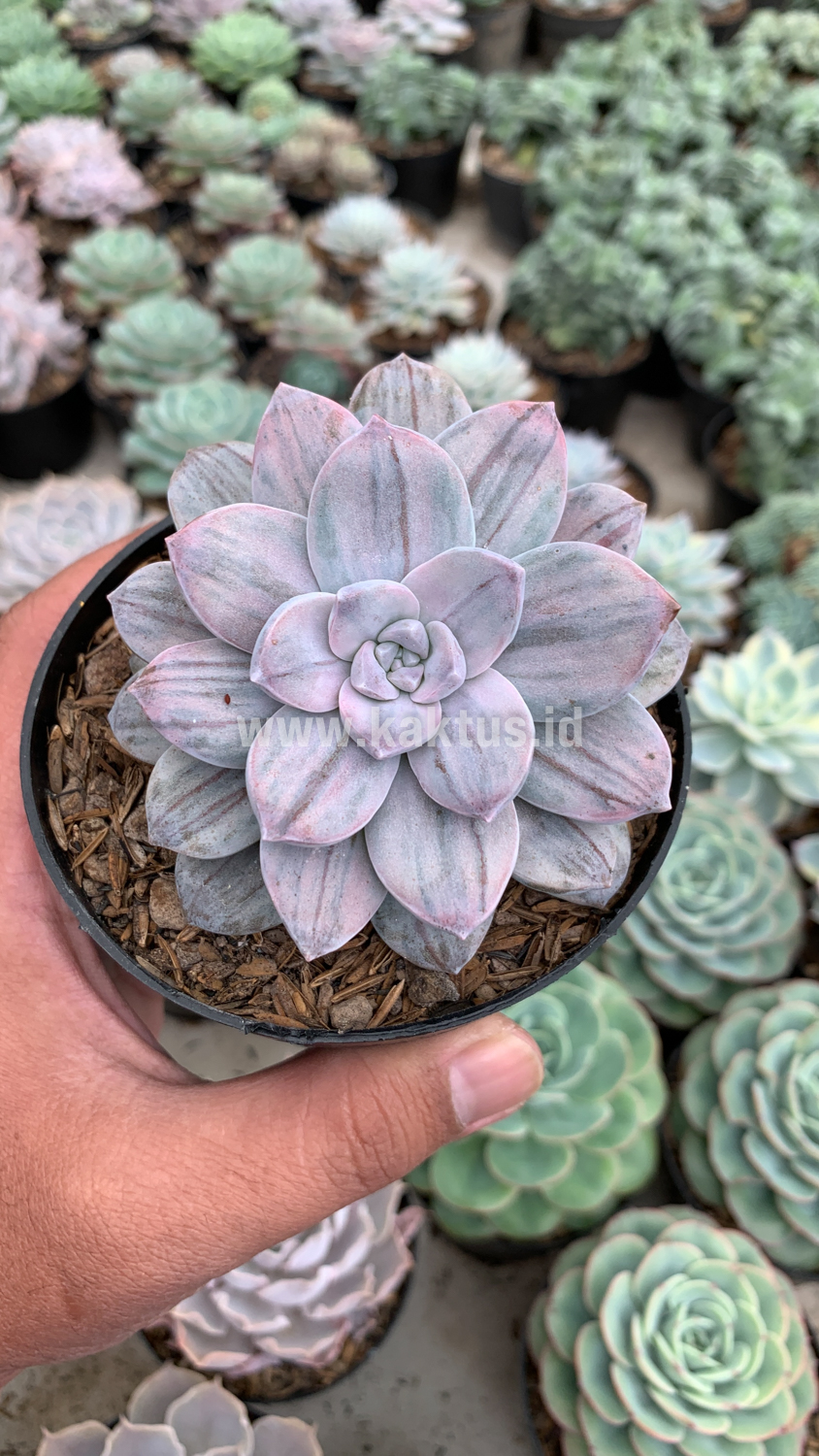 469. Graptopetalum Silverbum - Image 17