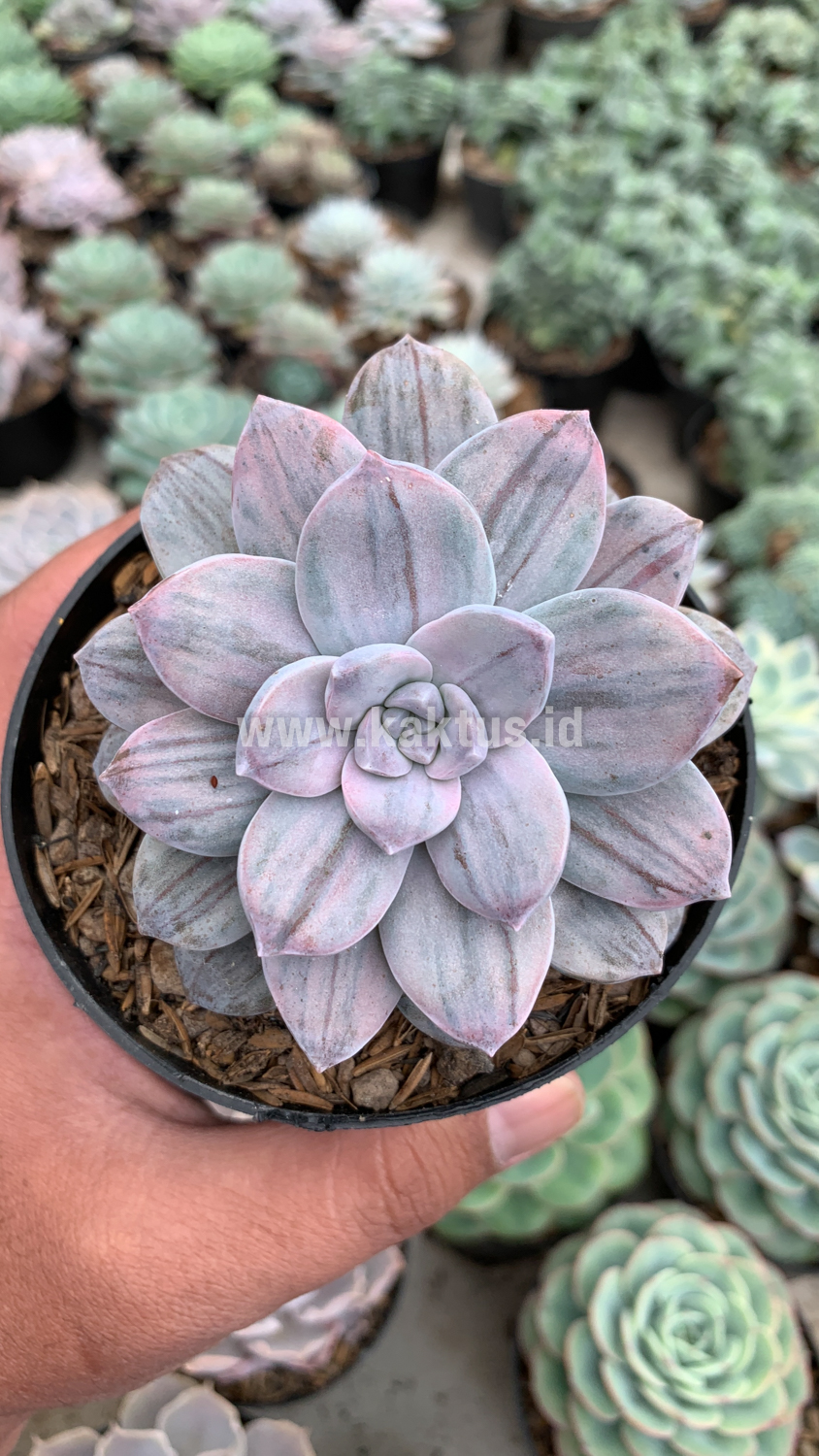 469. Graptopetalum Silverbum - Image 10