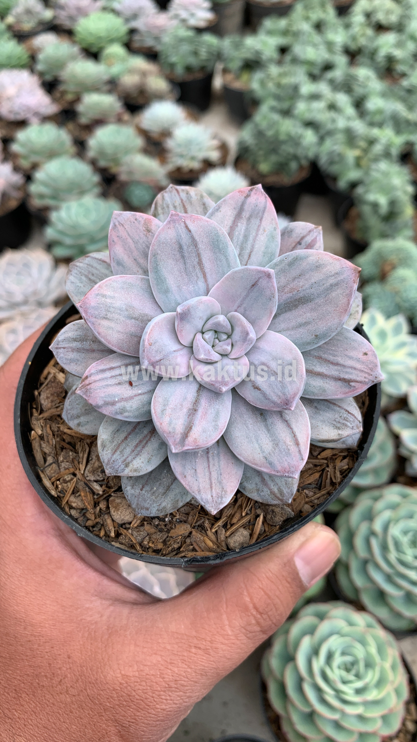 469. Graptopetalum Silverbum - Image 9