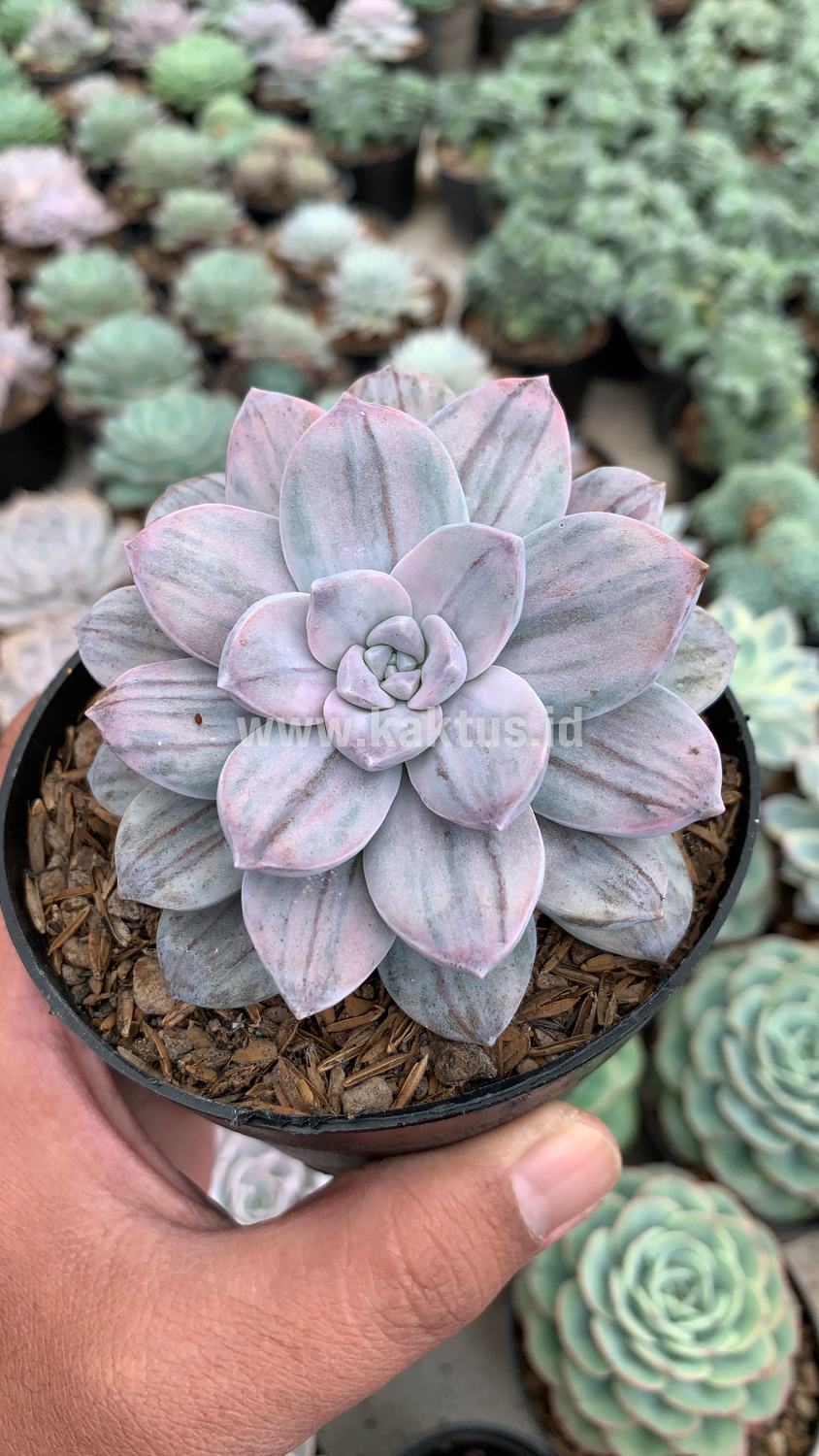 469. Graptopetalum Silverbum - Image 8