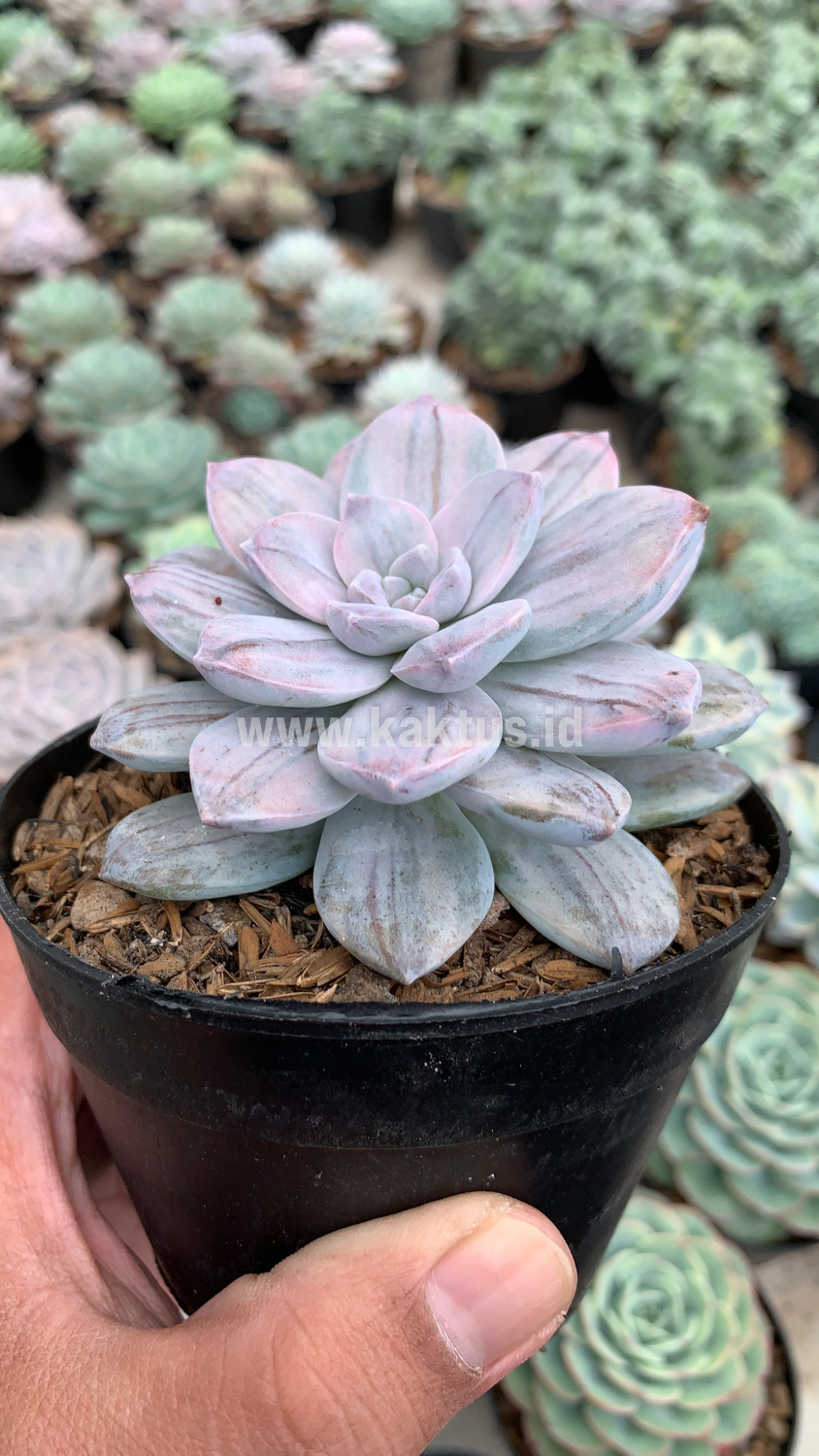 469. Graptopetalum Silverbum - Image 5