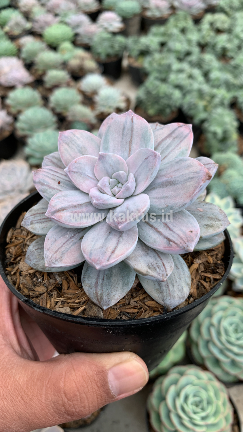 469. Graptopetalum Silverbum - Image 7