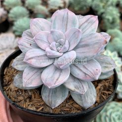 Alternative view of 469. Graptopetalum Silverbum