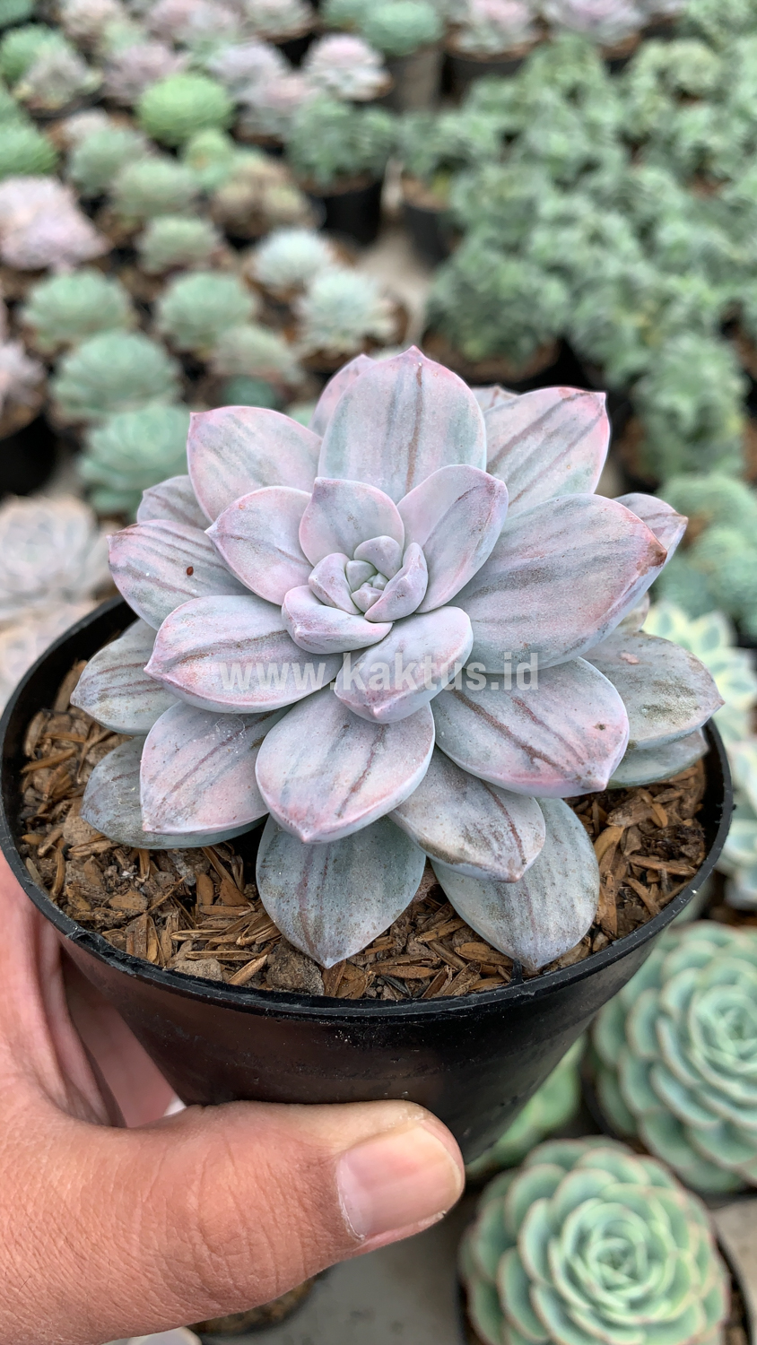 469. Graptopetalum Silverbum - Image 2
