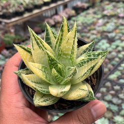 470. Gasteraloe Beguinii Golden Variegated
