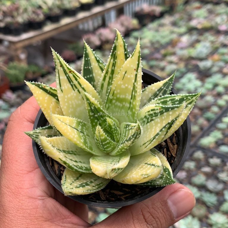 470. Gasteraloe Beguinii Golden Variegated