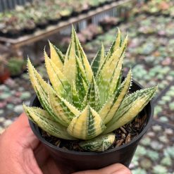 Alternative view of 470. Gasteraloe Beguinii Golden Variegated
