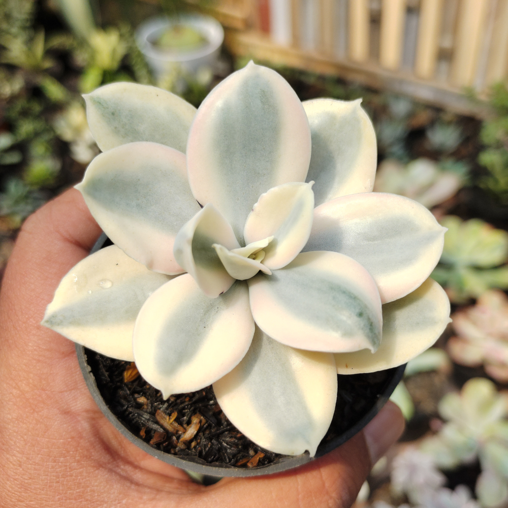 473. Echeveria Decora Aurea Variegated ( Single Head ) - Image 4