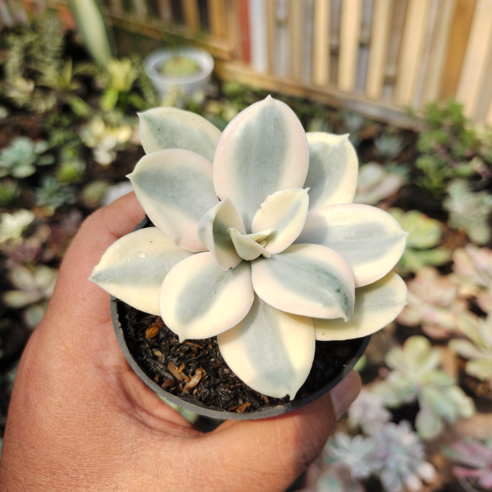 473. Echeveria Decora Aurea Variegated ( Single Head ) - Image 10