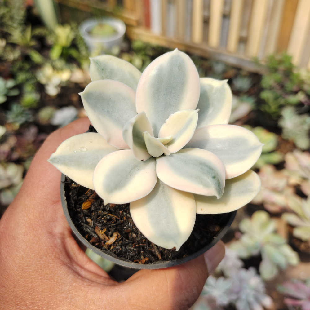 473. Echeveria Decora Aurea Variegated ( Single Head ) - Image 14