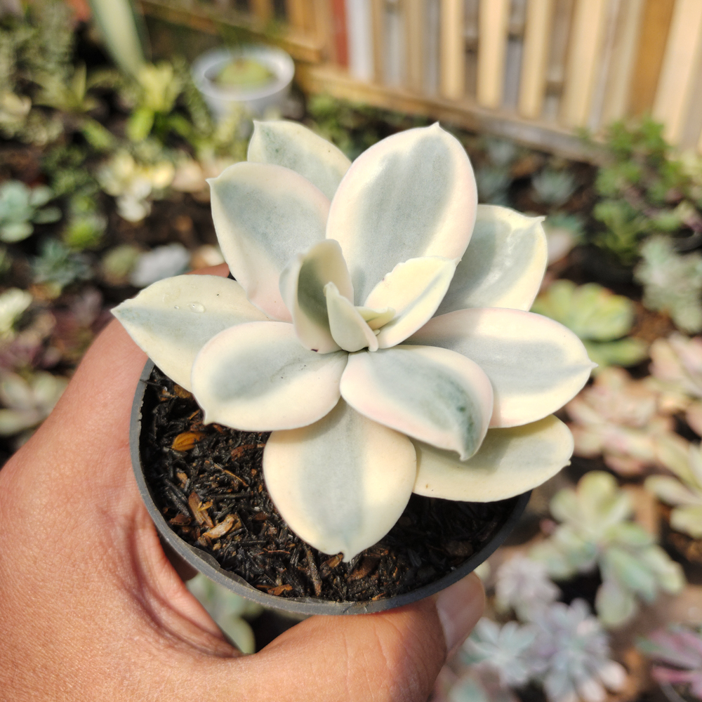 473. Echeveria Decora Aurea Variegated ( Single Head ) - Image 12