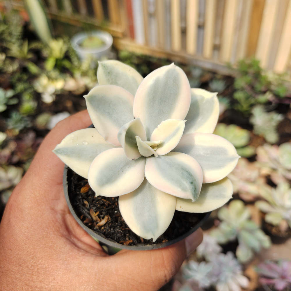 473. Echeveria Decora Aurea Variegated ( Single Head ) - Image 16