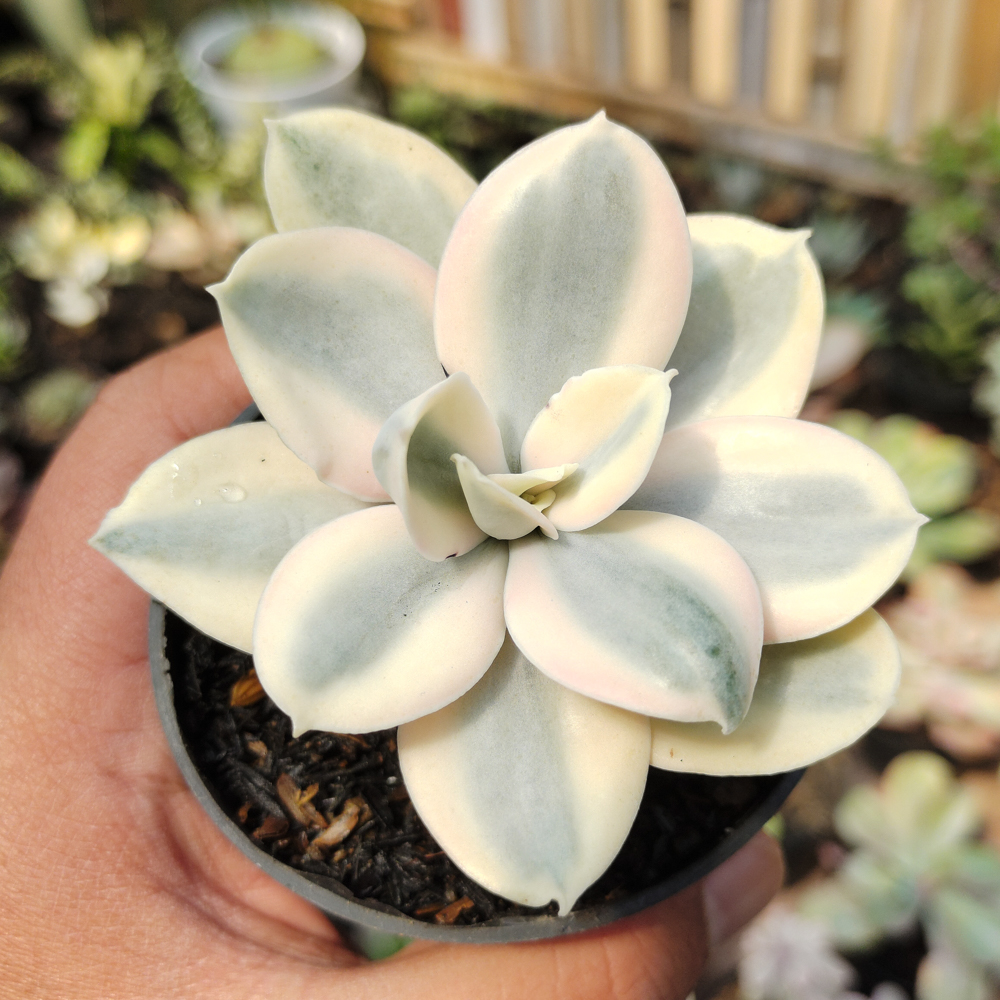 473. Echeveria Decora Aurea Variegated ( Single Head ) - Image 15