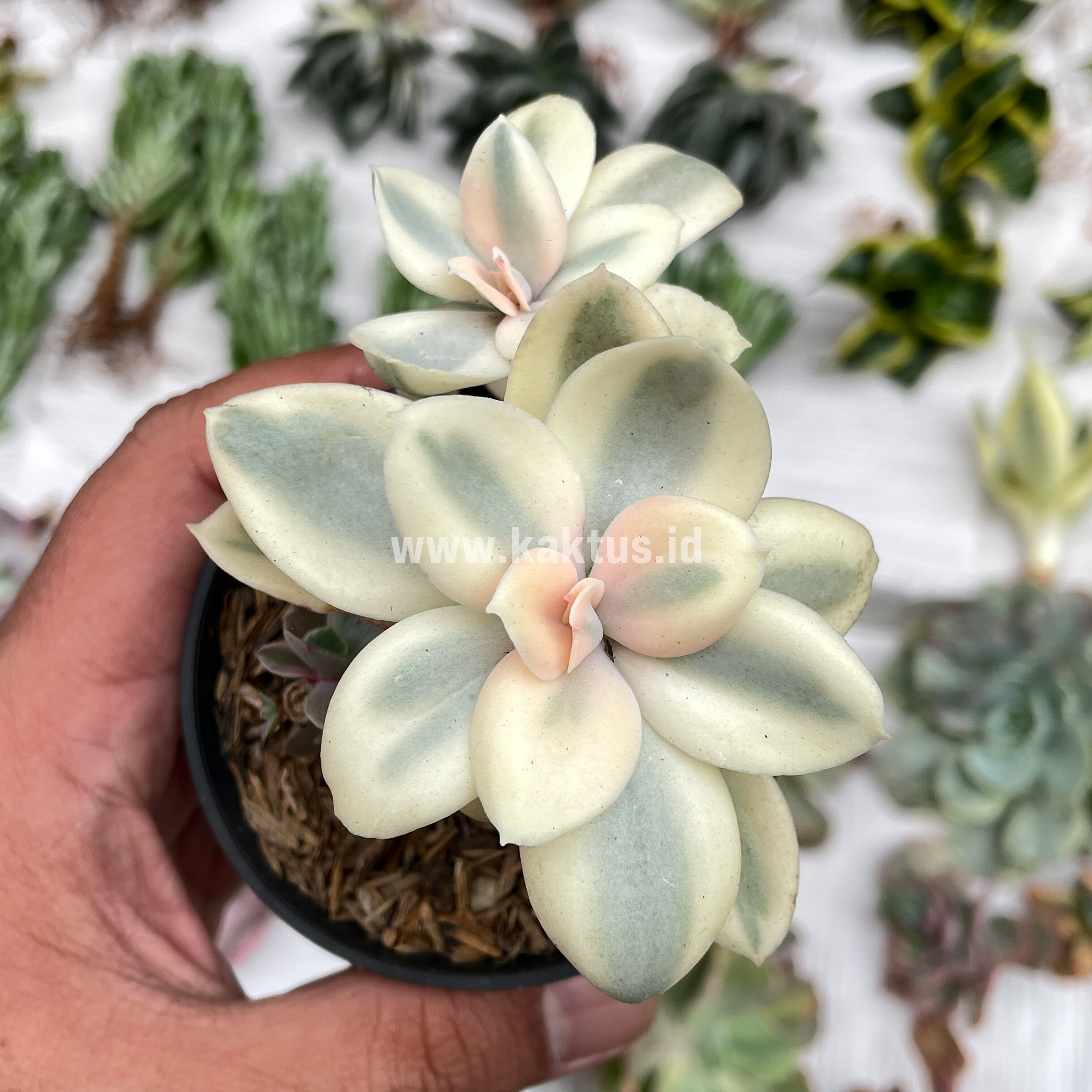 473. Echeveria Decora Aurea Variegated ( Single Head ) - Image 5