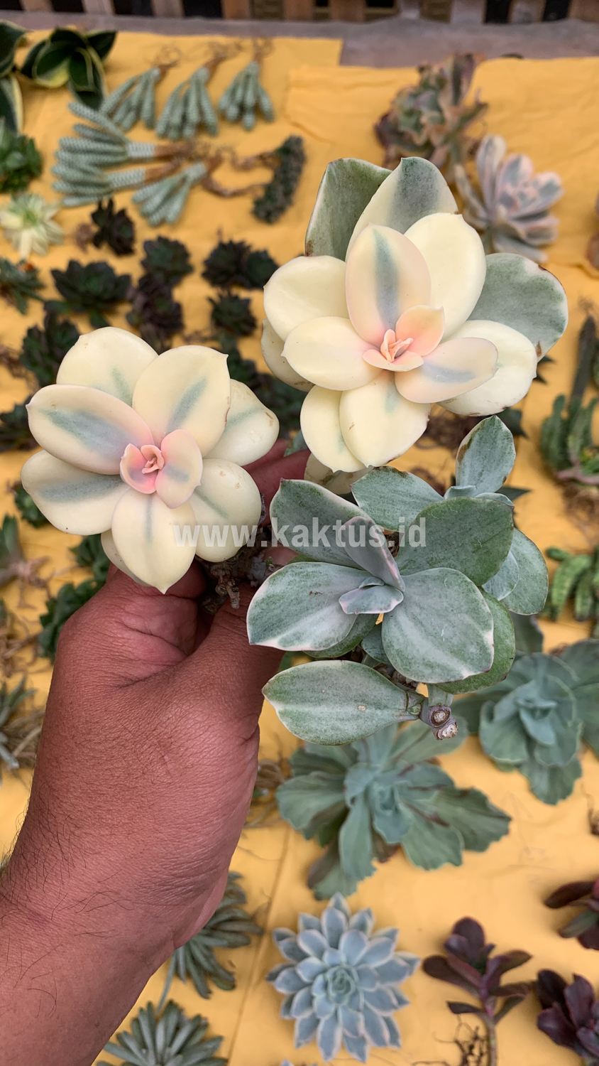 473. Echeveria Decora Aurea Variegated ( Single Head ) - Image 3