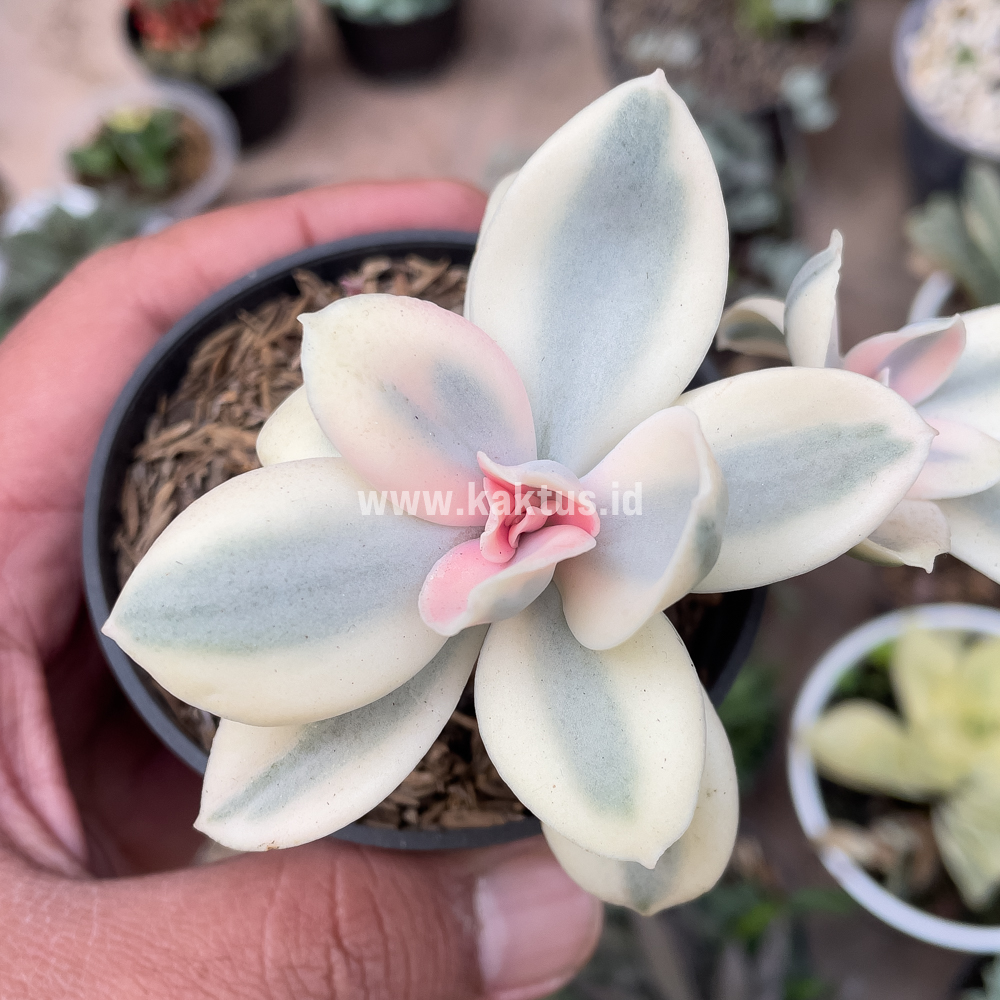 473. Echeveria Decora Aurea Variegated ( Single Head ) - Image 9