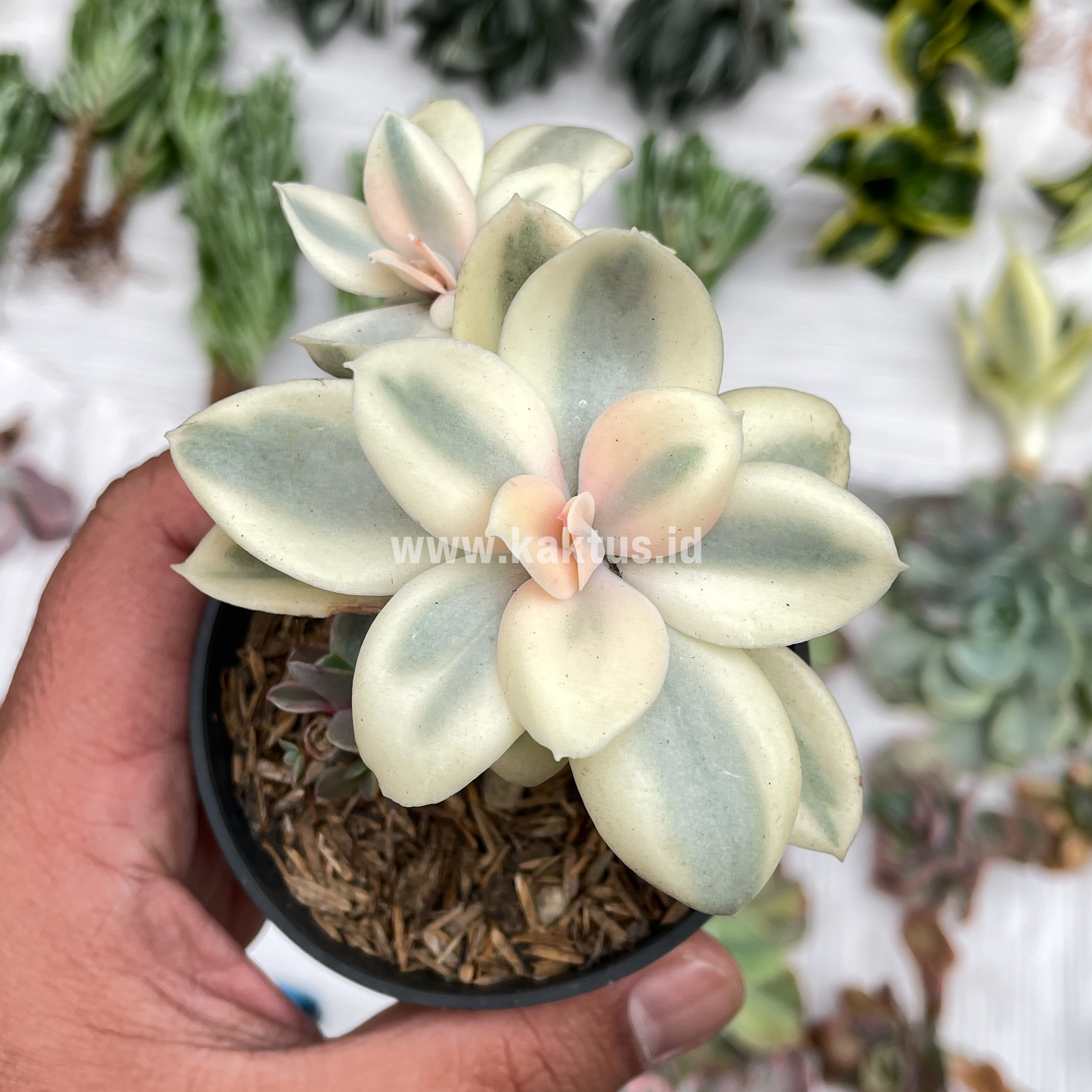 473. Echeveria Decora Aurea Variegated ( Single Head ) - Image 8