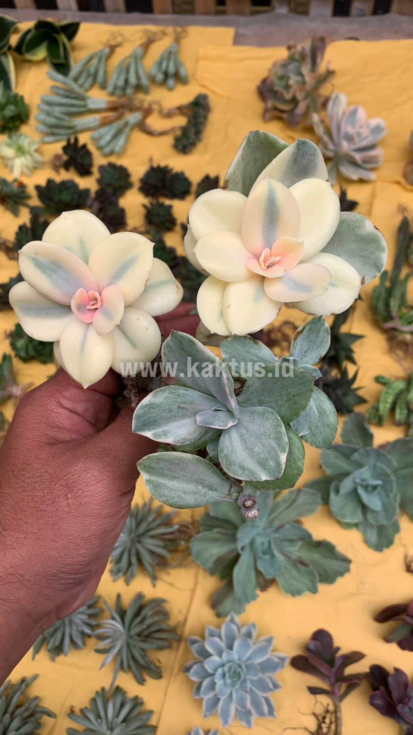 473. Echeveria Decora Aurea Variegated ( Single Head ) - Image 6