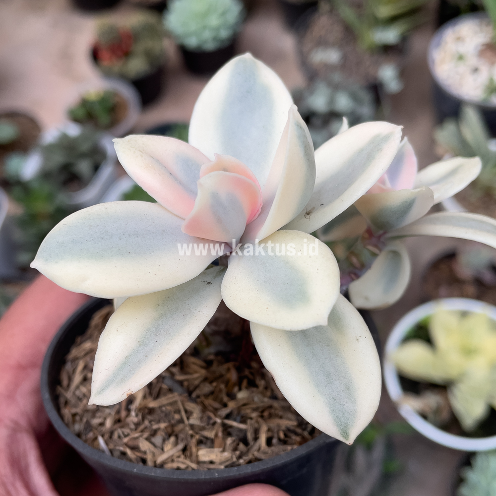 473. Echeveria Decora Aurea Variegated ( Single Head ) - Image 11