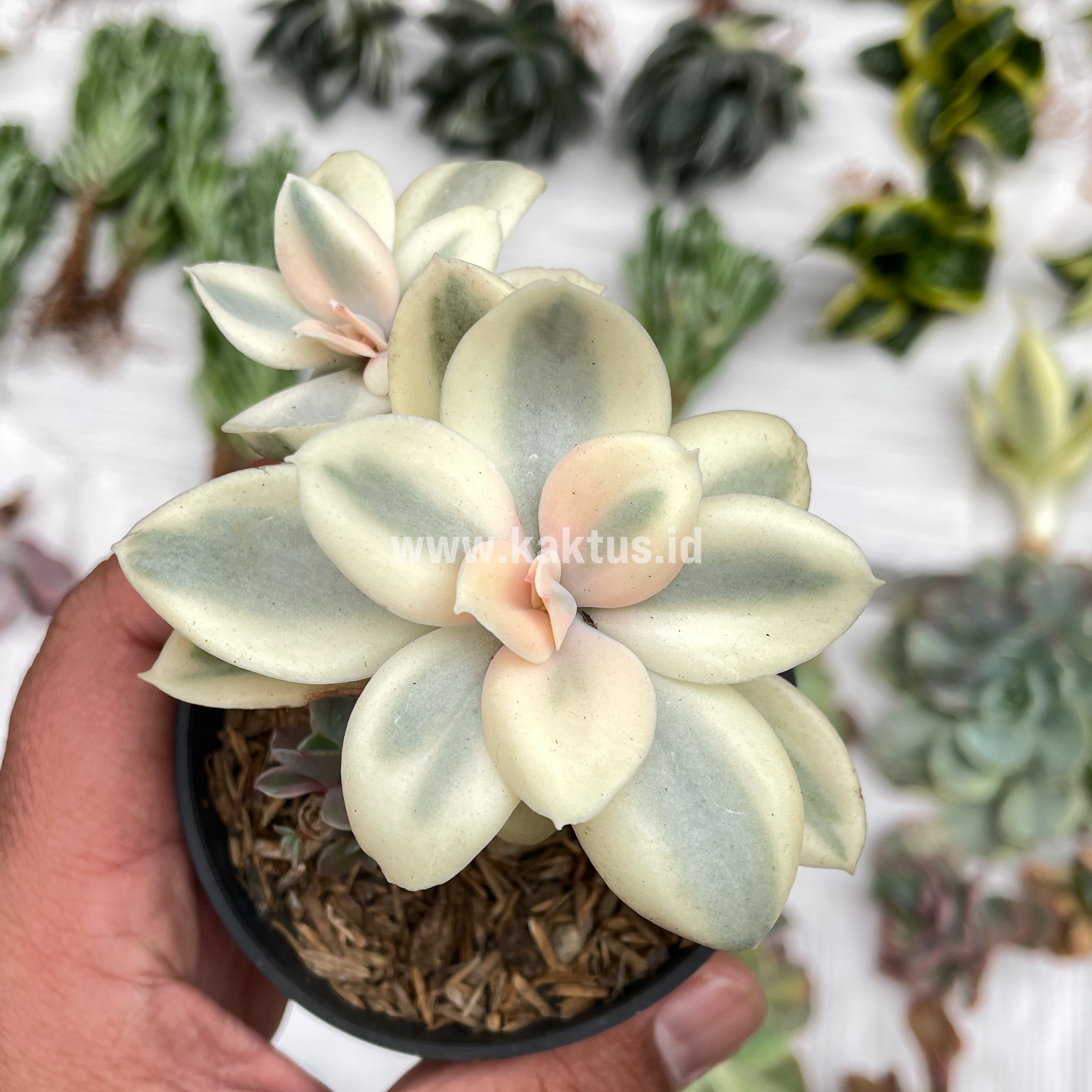 473. Echeveria Decora Aurea Variegated ( Single Head ) - Image 17