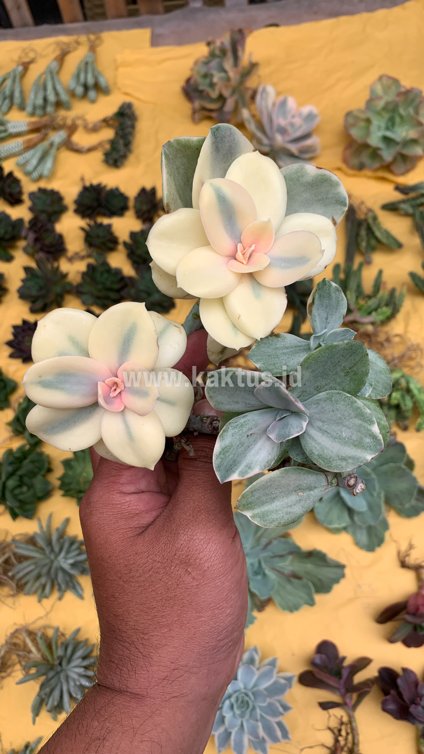 473. Echeveria Decora Aurea Variegated ( Single Head ) - Image 7