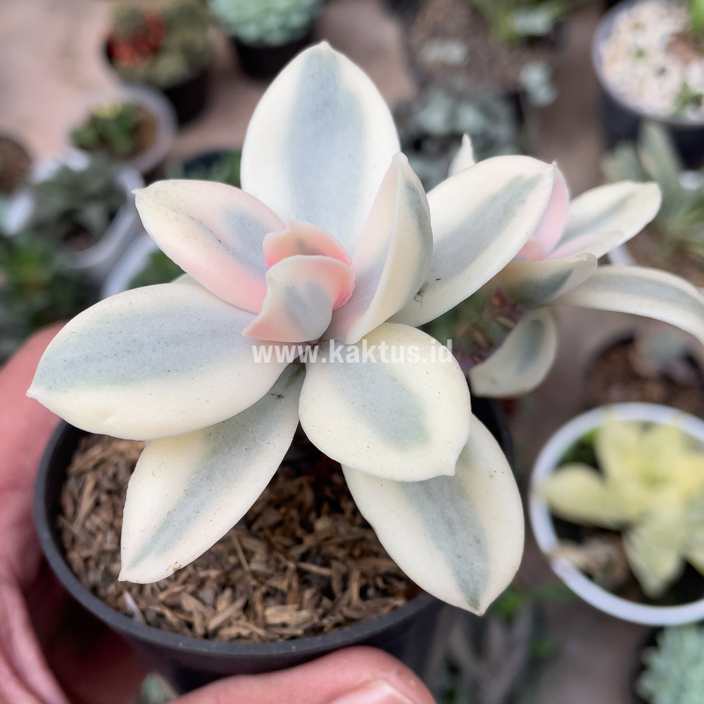 473. Echeveria Decora Aurea Variegated ( Single Head ) - Image 2