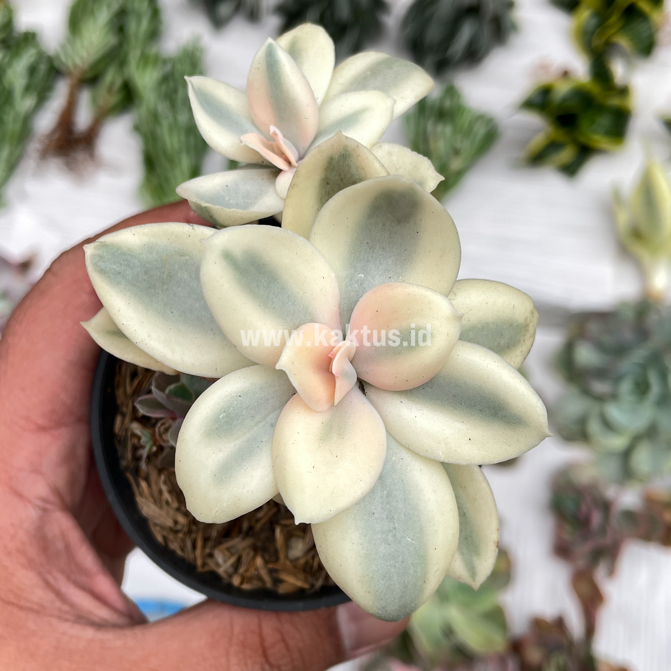 473. Echeveria Decora Aurea Variegated ( Single Head ) - Image 18