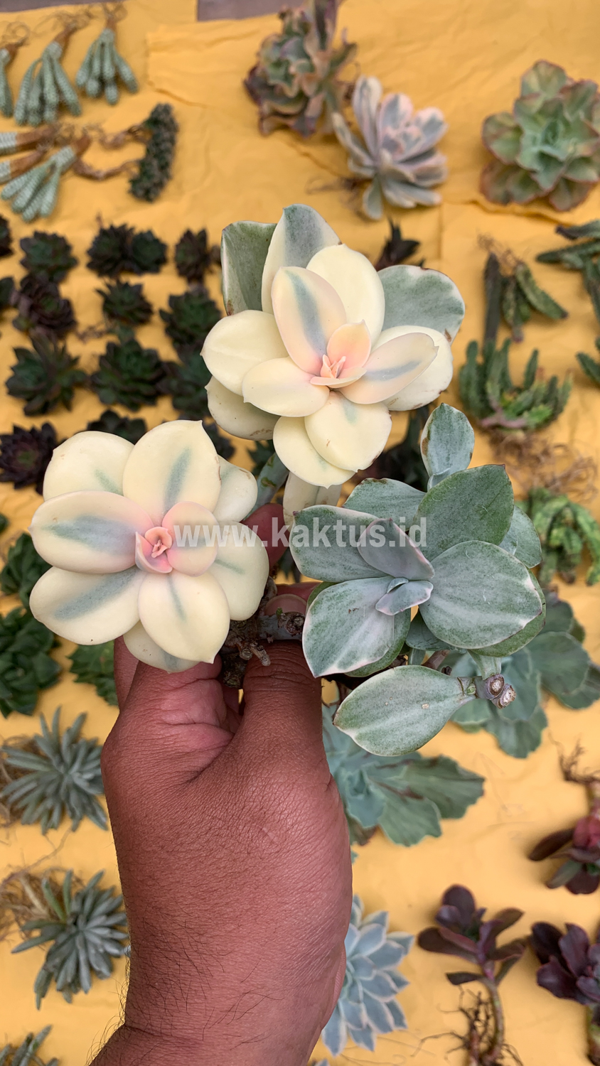 473. Echeveria Decora Aurea Variegated ( Single Head ) - Image 19