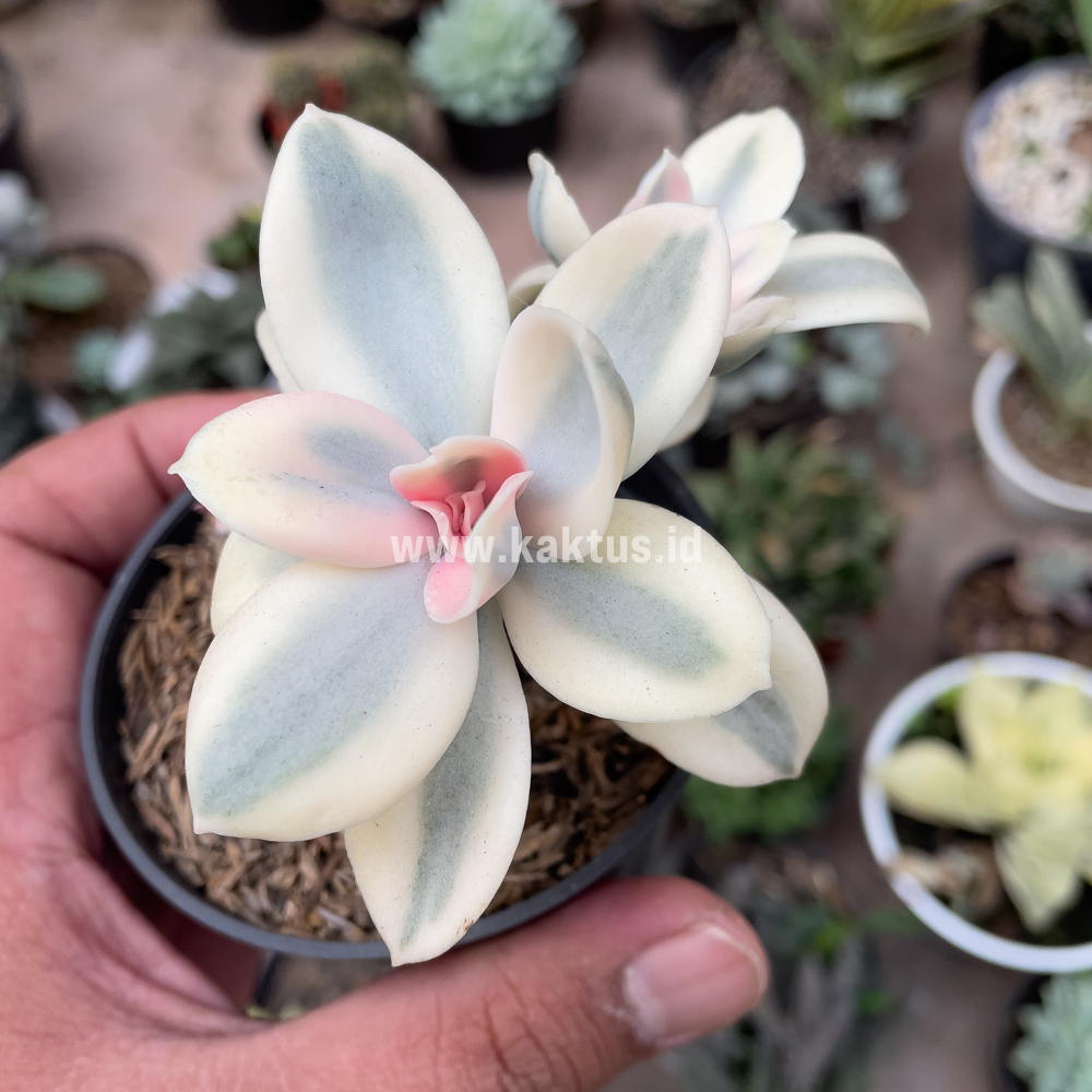 473. Echeveria Decora Aurea Variegated ( Single Head ) - Image 13