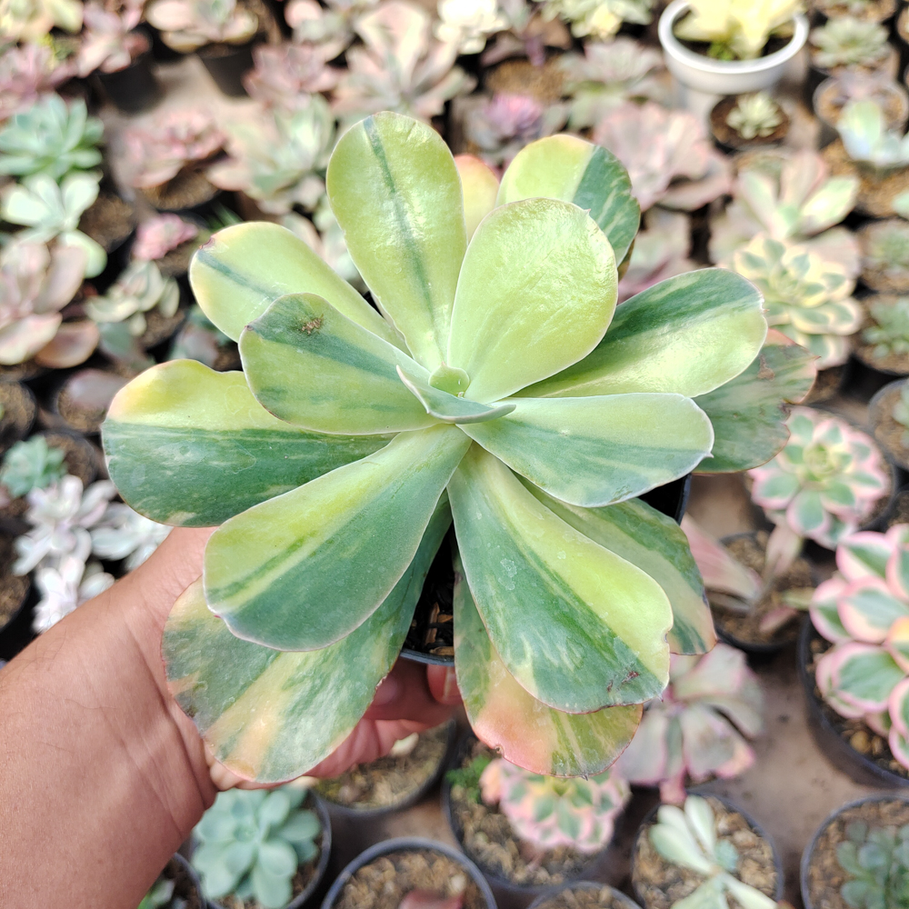 474. Echeveria Paul Bunyan Variegated - Image 9