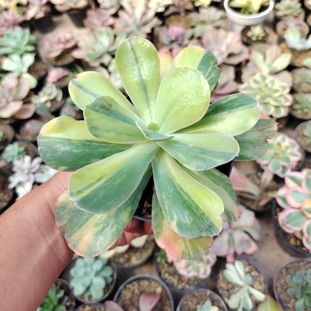 474. Echeveria Paul Bunyan Variegated - Image 8