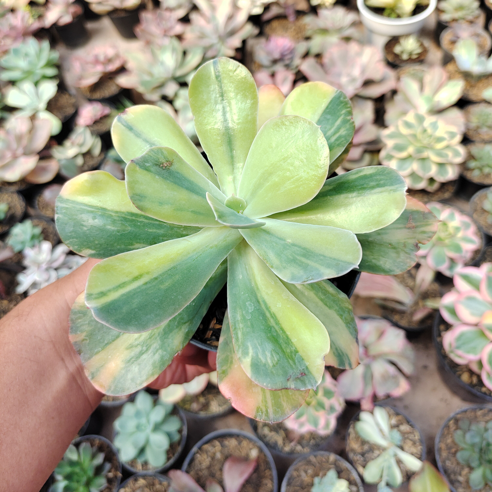 474. Echeveria Paul Bunyan Variegated - Image 7